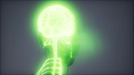 Human-Brain-Radiology-Exam